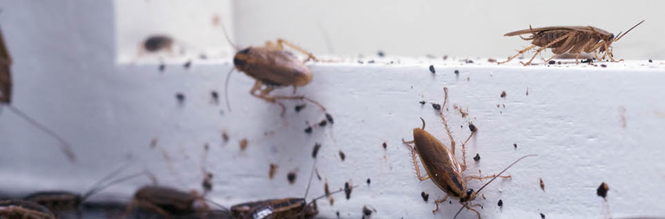 A lot of cockroaches are sitting on a white wooden shelf.The German cockroach (Blattella germanica). Common household cockroaches