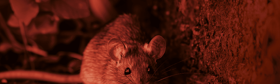 A rat emerges from a burrow next to a concrete barrier