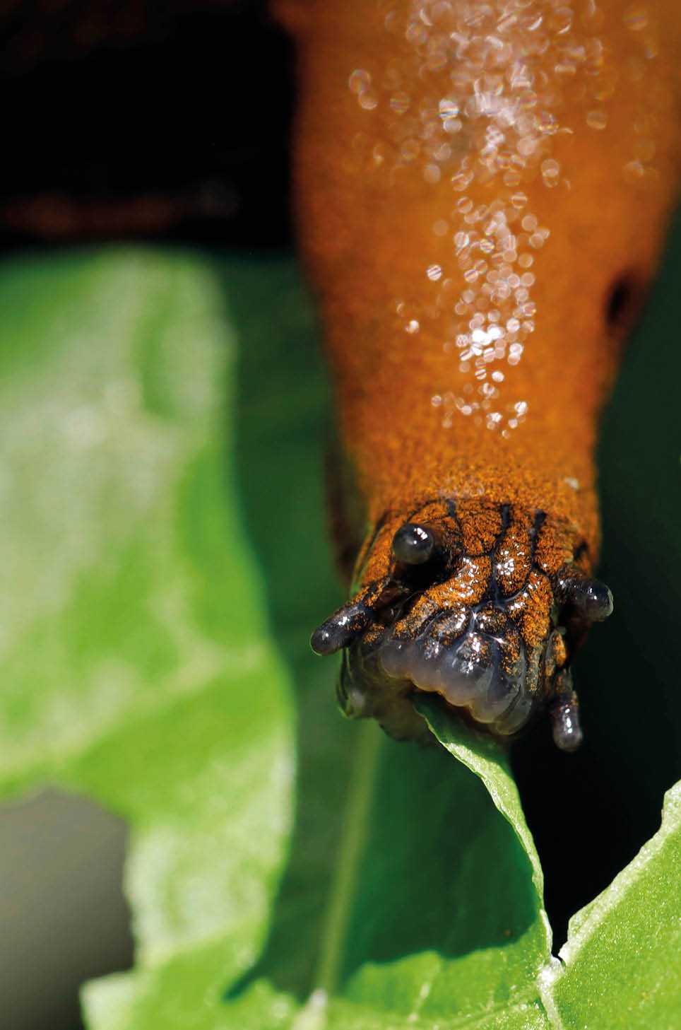 close up of the mouth of a eating slug, arion vulgaris on a lettuce leaf in the garden, Snail infestation in the vegetable patch.