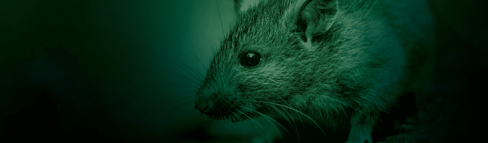 Brown rat (Rattus norvegicus) walking in grass on bank at night. Netherlands. Wildlife in nature of Europe.