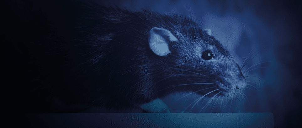 Animal gray rat close-up sitting on a table