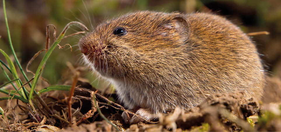 Common Vole (Microtus arvalis) in it's Natural Rural Open Habitat