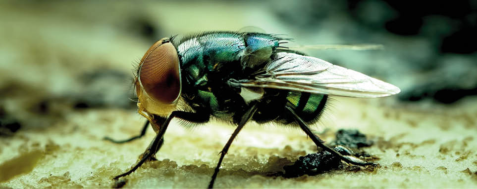 Colorful Green housefly using its labellum to suck banana meat