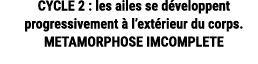CYCLE 2 : les ailes se d veloppent progressivement  l’ext rieur du corps. METAMORPHOSE IMCOMPLETE 