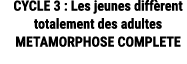 CYCLE 3 : Les jeunes diff rent totalement des adultes METAMORPHOSE COMPLETE