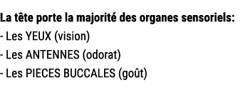 La t te porte la majorit des organes sensoriels: Les YEUX (vision) Les ANTENNES (odorat) Les PIECES BUCCALES (go t)