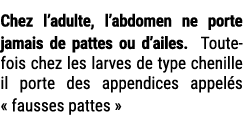 Chez l’adulte, l’abdomen ne porte jamais de pattes ou d’ailes. Toutefois chez les larves de type chenille il porte de...