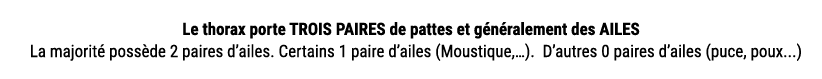 Le thorax porte TROIS PAIRES de pattes et g n ralement des AILES La majorit poss de 2 paires d’ailes. Certains 1 pai...