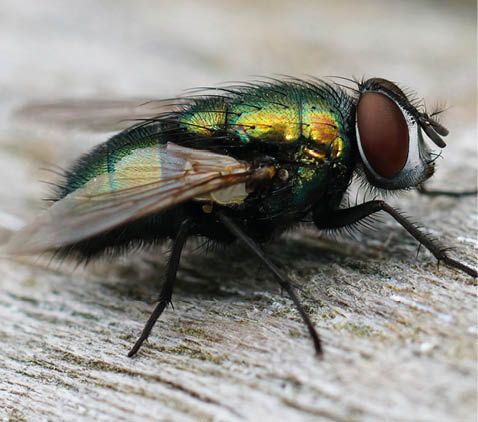 Detailed closeup on a common green bottle fly, Lucilia sericata, sitting on wood in the garden