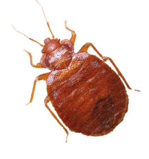 Close up cimex lectularius on corrugated recycle paper