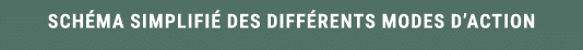 Sch ma simplifi des diff rents modes d’action