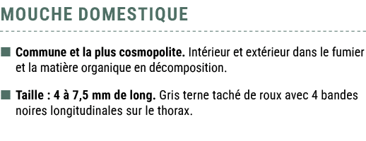 MOUCHE DOMESTIQUE  Commune et la plus cosmopolite. Int rieur et ext rieur dans le fumier et la mati re organique en ...