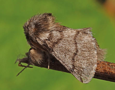 21.07.2018 DE, NRW, Leverkusen Eichen-Prozessionsspinner Thaumetopoea processionea (LINNAEUS, 1758)