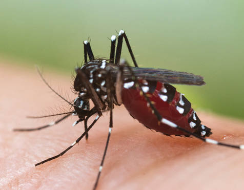 Aedes albopictus Mosquito. Super macro close up a Mosquito sucking human blood,