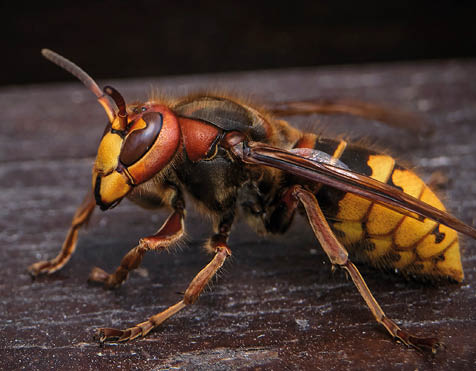 A large yellow hornet sits on a tree. A close-up.
