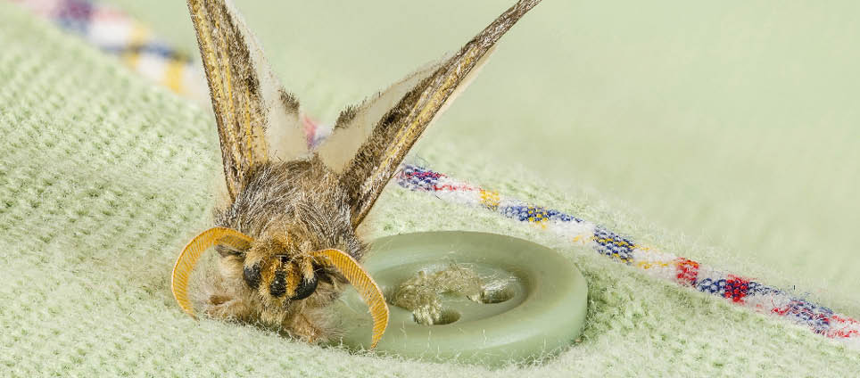  Clothes moth beside green button of a shirt. Macrophotography