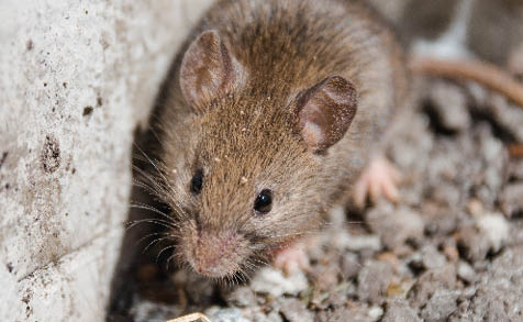 wild mouse. the mouse runs on a grass. gray mouse. mammals.