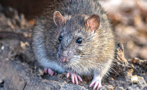  brown rat,Rattus norvegicus, also known as the common rat, street rat, sewer rat, wharf rat, Hanover rat, Norway rat, Norwegian rat and Parisian rat