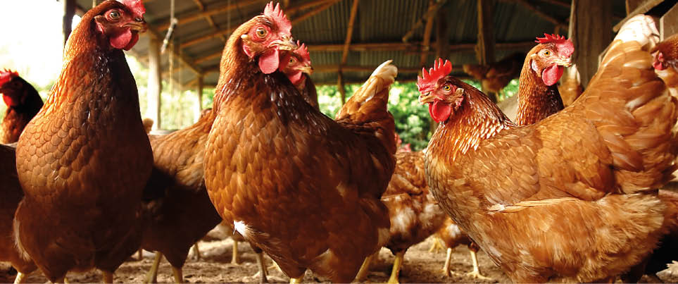 Produccion artesanal en un gallinero en el campo de huevo de gallina