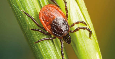 Closeup of a tick on a plant straw
